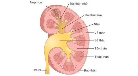 Suy thận mạn có thể do bệnh ống-kẽ thận, viêm bể thận