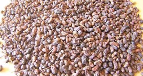 Vị thuốc Thỏ ty tử