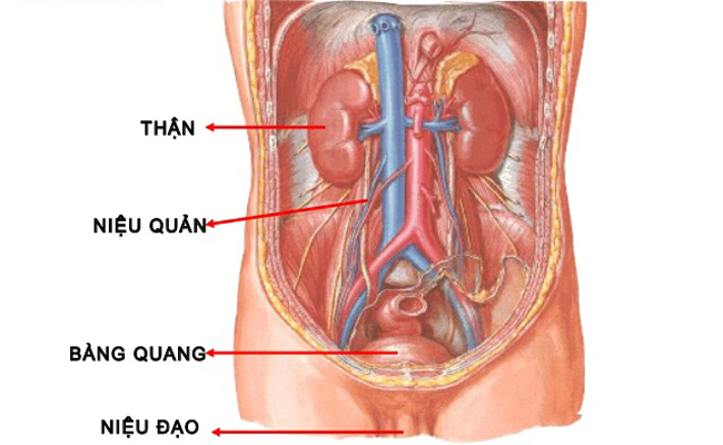 Tiểu đêm nhiều lần có thể dẫn tới nhiều hậu quả nghiêm trọng